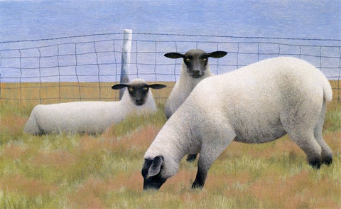 ALEX COLVILLE "THREE SHEEP" 238/950